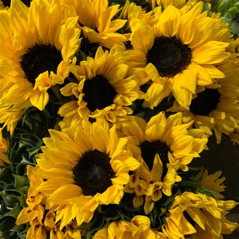 Yellow Mini Sunflowers