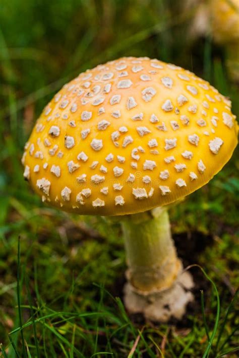 yellow mushroom near me poisonous