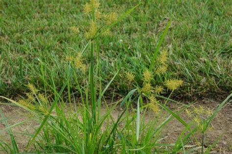 Yellow Nutsedge Uses
