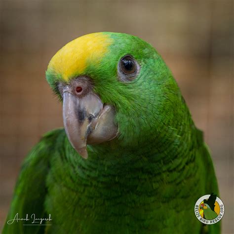 Yellow Parrot HD wallpaper