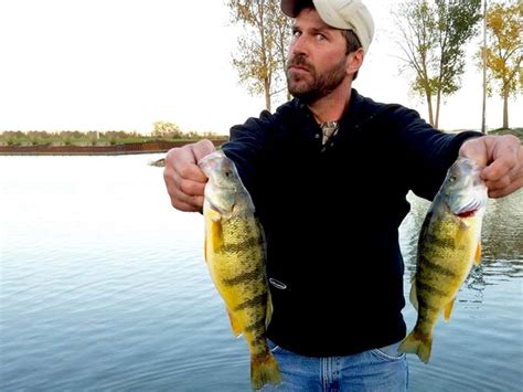 Yellow Perch in Lake St. Clair