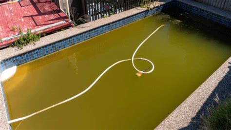yellow pool algae removal