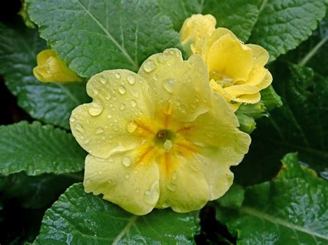 Yellow Primrose Flower Meaning