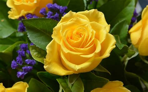 Yellow Rose Flower Background Hd