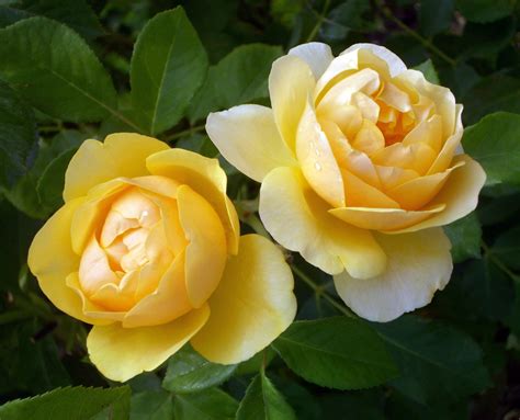 Mystery of Yellow Roses Unveiled