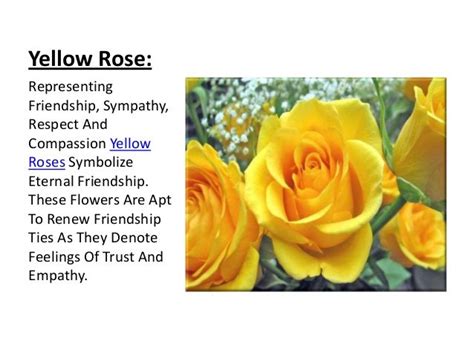 Yellow Roses Signify Unforgettable Secrets Revealed