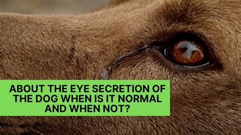 Yellow Secretion From Dog Eye