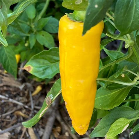 yellow serrano pepper 3