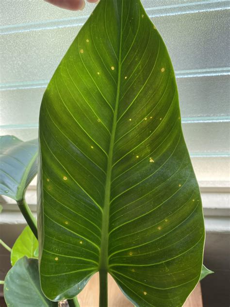 yellow spots on philodendron leaves