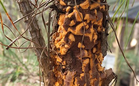 Yellow Spots On Pine Tree