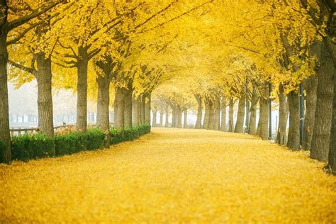 Yellow Spring Road