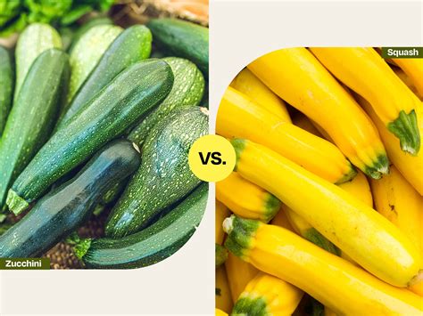 Yellow Squash And Zucchini The Same