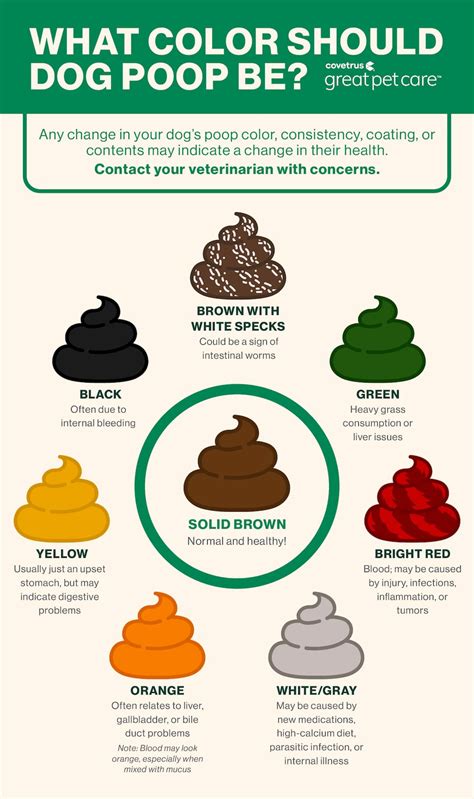 Yellow Stools In Dog