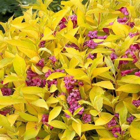Yellow Tip Shrubs