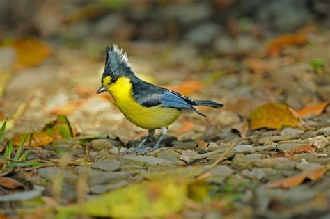 Discover 6 Insights yellow tit bird Its Vibrant World Explored
