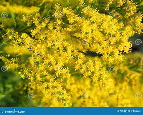 Yellow Top With Flower
