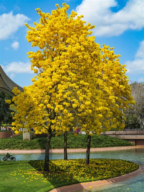 Yellow Trees That Bloom In Spring