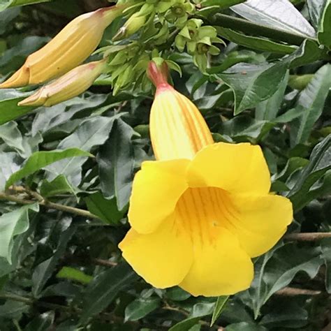 yellow trumpet flower plant