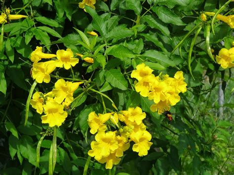 yellow trumpet flower shrub
