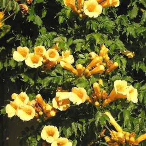 yellow trumpet vine seeds