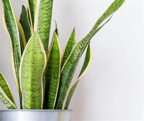yellowing snake plant leaf