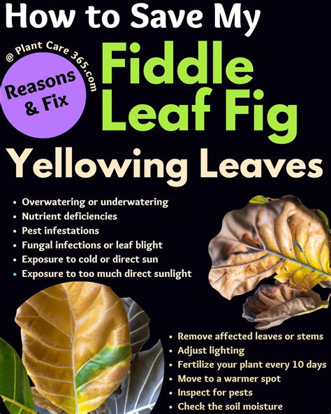 Yellowing Tips On Leaves