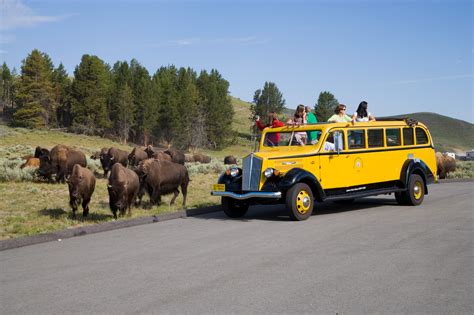 yellowstone bus tours from west yellowstone