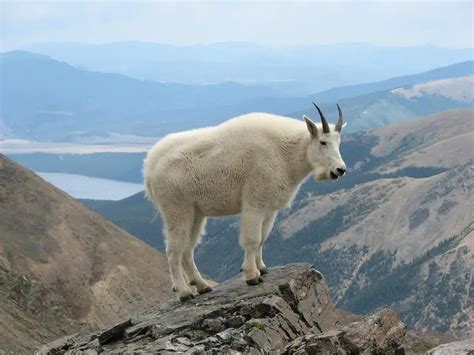 yellowstone national park location