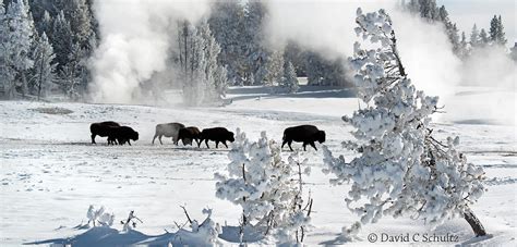 yellowstone national park tours in winter