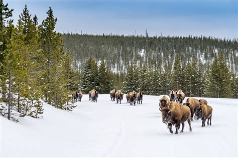 yellowstone park winter tour packages