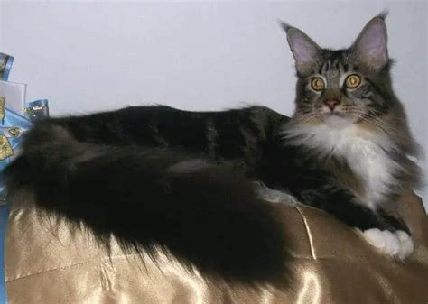 yendor maine coons