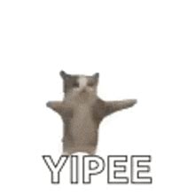 Yippee Cat