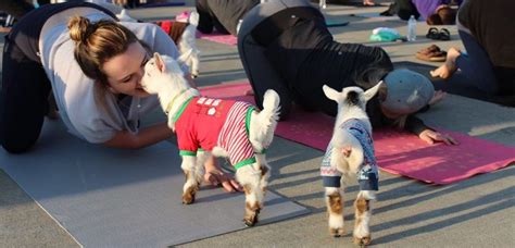 yoga with goats austin tx