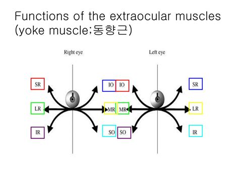 Yoke Definition Muscle