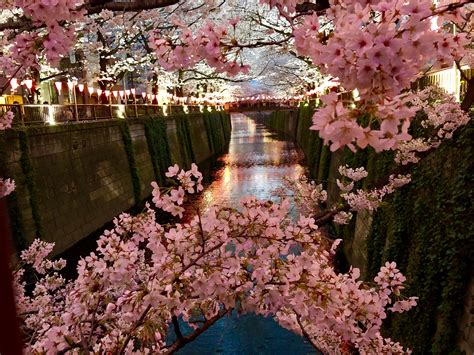 yokohama cherry blossom festival