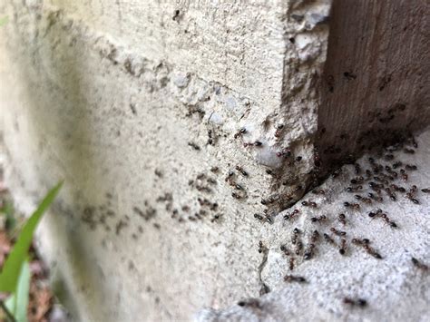 yolk hub ant infestation