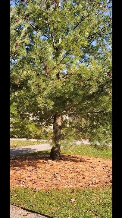 Yonkers Pine Tree