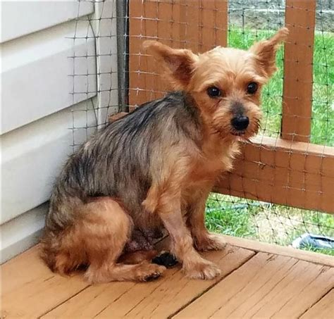 yorkie rescue dogs for adoption near me