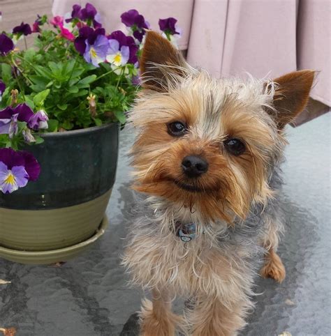 yorkie rescue dogs for adoption near me 2021