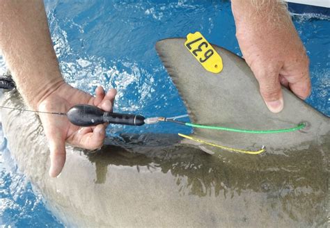 you catch tag and release sharks