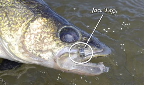 you catch tag and report a fish