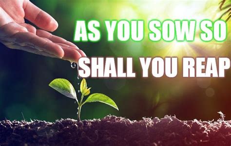 you shall reap what you have sown
