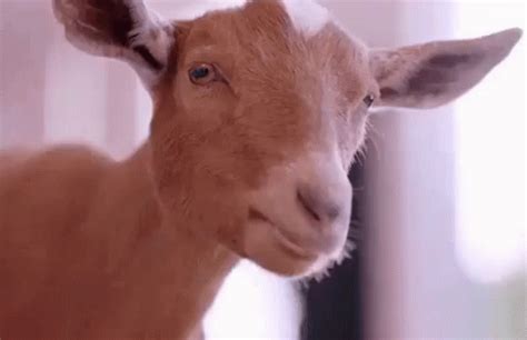 you the goat gif