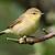 young willow warbler