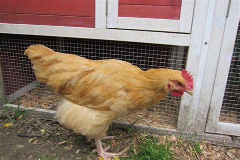 young buff orpington rooster