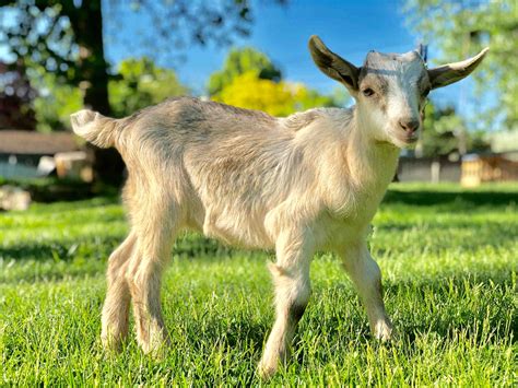 young female goat called