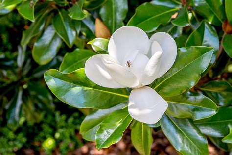 young magnolia tree care