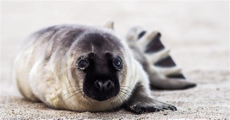 Young Seal Is Called