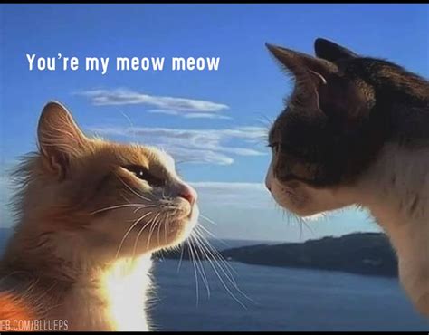 youre my meow meow