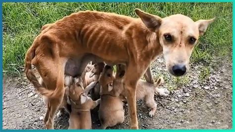 youtube animal rescue videos